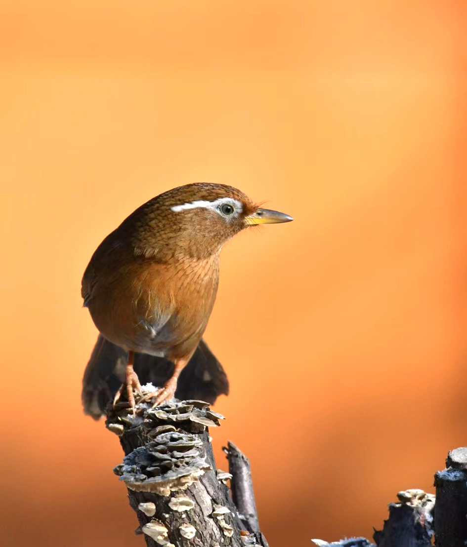 畫(huà)眉 邵榮富 攝
